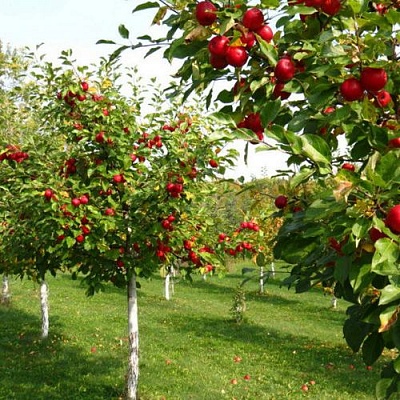 Плодовые деревья в Усть-Каменогорске