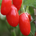 Годжи (чудо-ягода) в Усть-Каменогорске