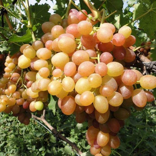 Виноград ХАМЕЛЕОН в Усть-Каменогорске