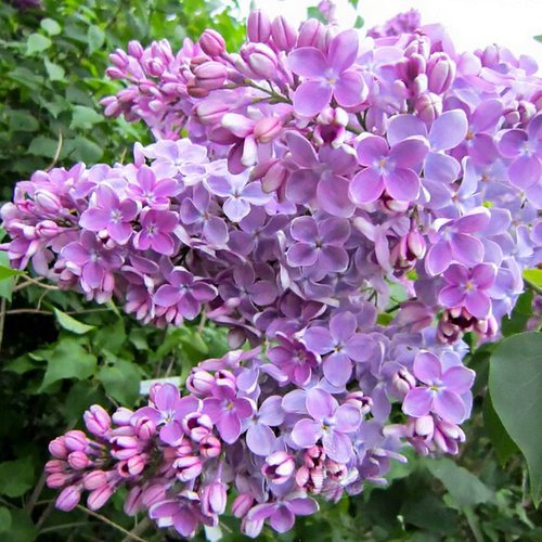 Сирень ОЛЯ в Усть-Каменогорске