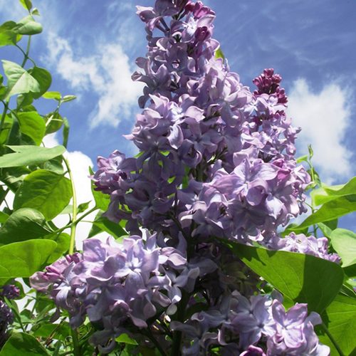 Сирень КРЫЛЬЯ НАДЕЖДЫ в Усть-Каменогорске