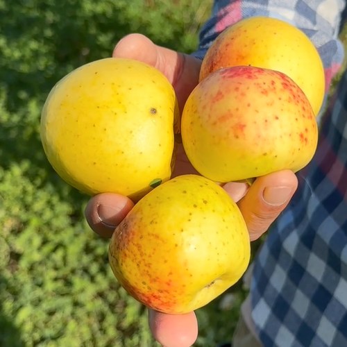 Яблоня КОРИЧНОЕ АНАНАСНОЕ в Усть-Каменогорске