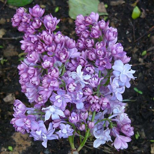 Сирень НАДЕЖДА в Усть-Каменогорске