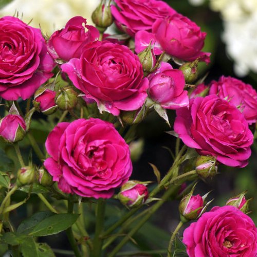 Роза БЕБИ КРИМСОН миниатюрная в Усть-Каменогорске