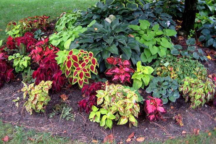 Саженцы многолетних растений — красота на долгие годы