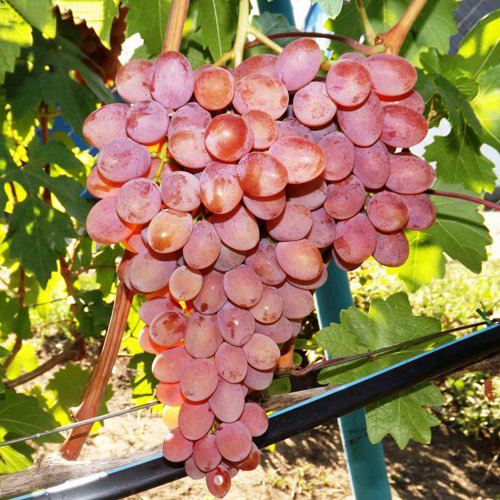 Виноград РУМБА в Усть-Каменогорске