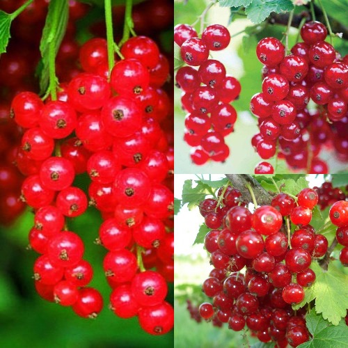 Комплект КРАСНЫЙ УРОЖАЙ в Усть-Каменогорске