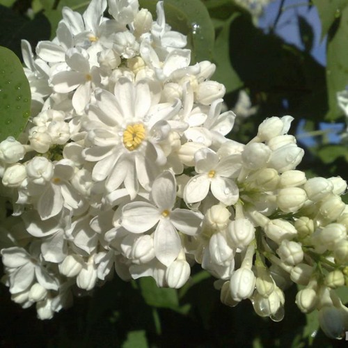 Сирень РОЧЕСТЕР в Усть-Каменогорске