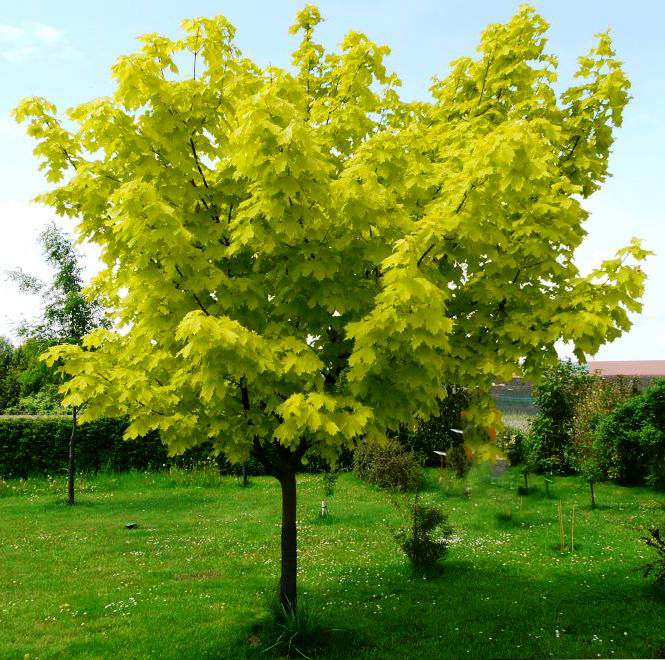 саженцы клена