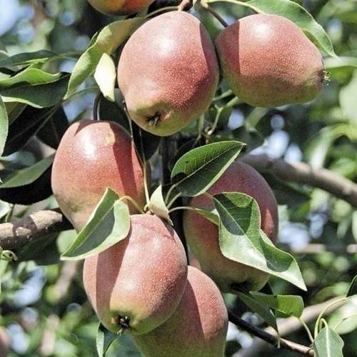 Груша КИРГИЗСКАЯ ЗИМНЯЯ в Усть-Каменогорске