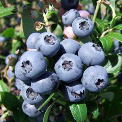 Голубика НОРТБЛЮ в Усть-Каменогорске