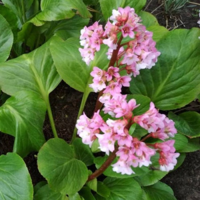 Бадан БЭБИ ДОЛЛ в Усть-Каменогорске