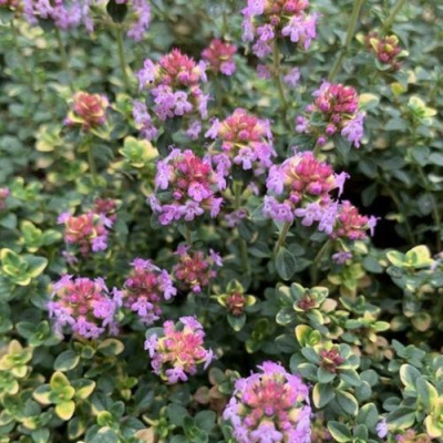 Тимьян ДОННА ВАЛЕЙ лимоннопахнущий в Усть-Каменогорске