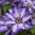 Клематис МОНИНГ СКАЙ — описание сорта Клематис МОНИНГ СКАЙ в Усть-Каменогорске
