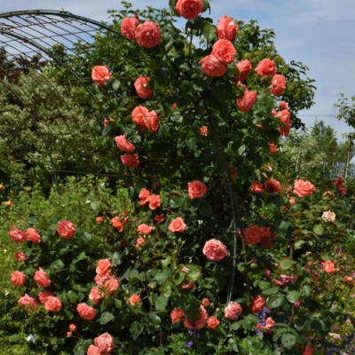 Роза ДИ ДИ БРИДЖУОТЕР плетистая в Усть-Каменогорске