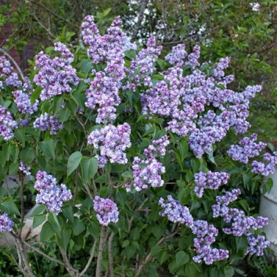 Сирень АМИ ШОТТ в Усть-Каменогорске