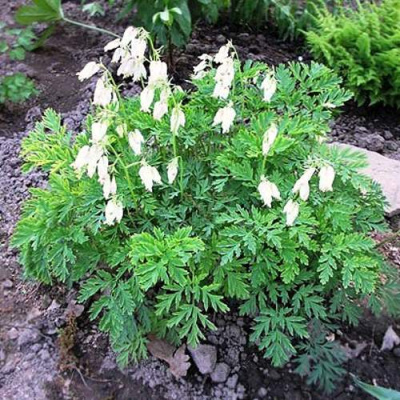 Дицентра красивая АВРОРА в Усть-Каменогорске