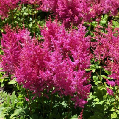 Астильба ФЕДЕРЗИ Арендса в Усть-Каменогорске
