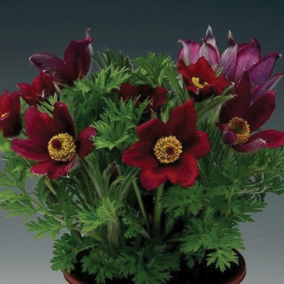 Прострел ПИНВИЛ РЕД ШЕЙДЕС в Усть-Каменогорске