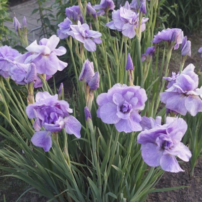 Ирис ИМПЕРИАЛ ОПАЛ сибирский в Усть-Каменогорске