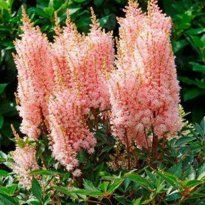 Астильба ЛУК ЭТ МИ японская в Усть-Каменогорске