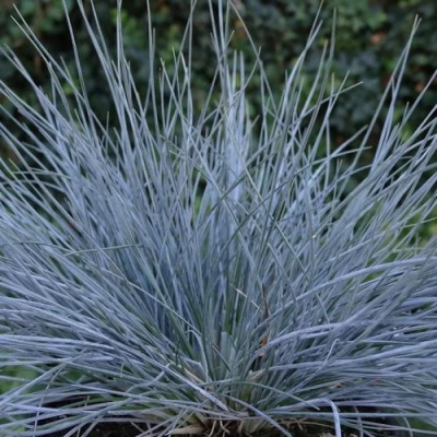 Овсяница АЙСФОГЕЛЬ сизая в Усть-Каменогорске