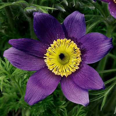 Прострел ПИНВИЛ БЛЮ ШЕЙДЕС в Усть-Каменогорске