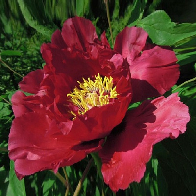 Пион КРАСНЫЙ ЛОТОС древовидный в Усть-Каменогорске