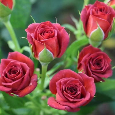 Роза ЧОКОЧИНО спрей в Усть-Каменогорске