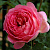 Роза ДЖУБИЛИ СЕЛЕБРЕЙШН английская в Усть-Каменогорске