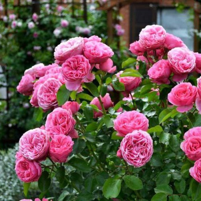 Роза КЕЛЬНЕР ФЛОРА шраб в Усть-Каменогорске