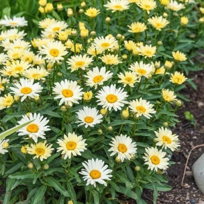 Нивяник БРОДВЕЙ ЛАЙТС великолепный в Усть-Каменогорске