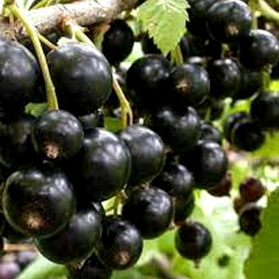 Смородина черная ОРЛОВСКИЙ ВАЛЬС в Усть-Каменогорске