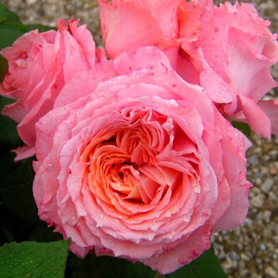 Роза ИНСТИТУТ ЛЮМЬЕР шраб в Усть-Каменогорске