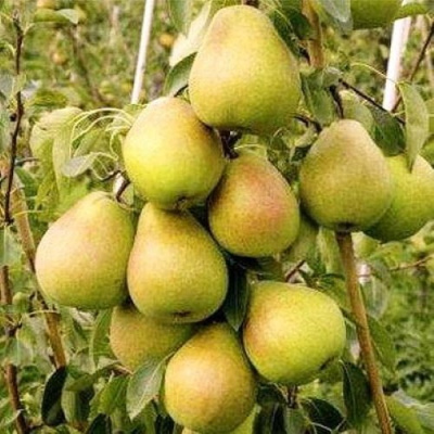 Груша МЛИЕВСКАЯ РАННЯЯ в Усть-Каменогорске