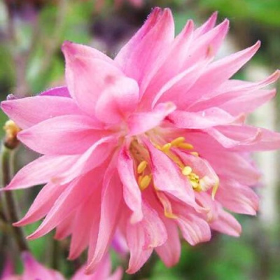 Аквилегия БАРЛОУ ПИНК гибрид МакКаны в Усть-Каменогорске