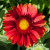 Гайлардия АРИЗОНА РЕД ШЕЙДС в Усть-Каменогорске