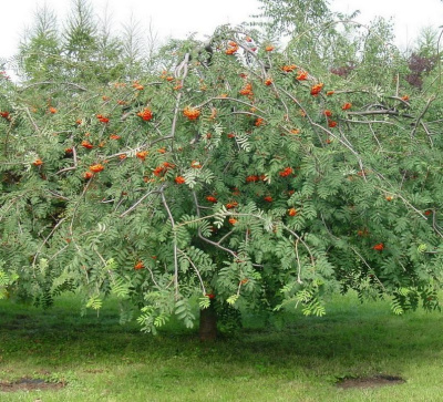 Рябина ПЛАКУЧАЯ сладкоплодная в Усть-Каменогорске