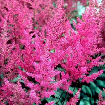 Астильба ЭЛИЗАБЕТ ВАН ВИН японская в Усть-Каменогорске