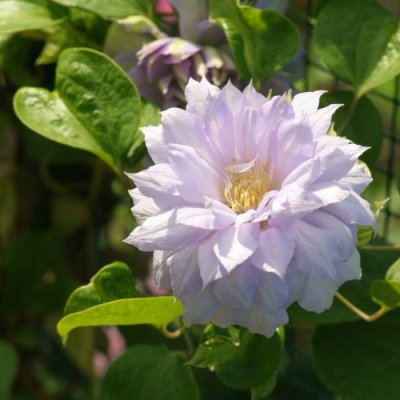 Клематис БЕЛЬ ОФ ВОРКИНГ в Усть-Каменогорске