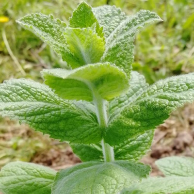 Мята яблочная в Усть-Каменогорске