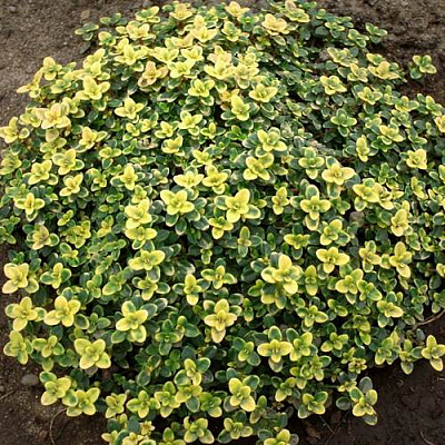 Тимьян ДОННА ВАЛЕЙ лимоннопахнущий в Усть-Каменогорске