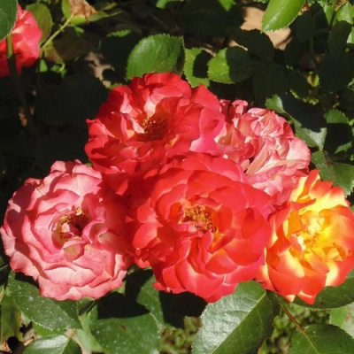 Роза ТАЙФУН спрей в Усть-Каменогорске