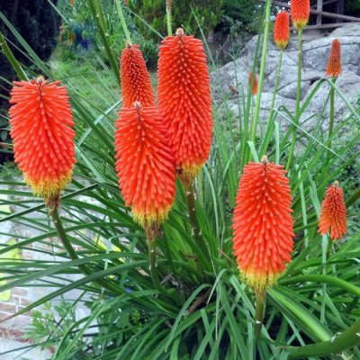 Книфофия БЕНГАЛ ФАЕР гибридная в Усть-Каменогорске