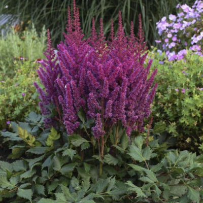 Астильба ВИЖНС китайская в Усть-Каменогорске