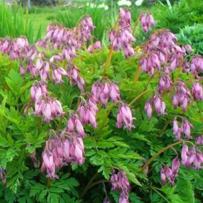 Дицентра изящная в Усть-Каменогорске