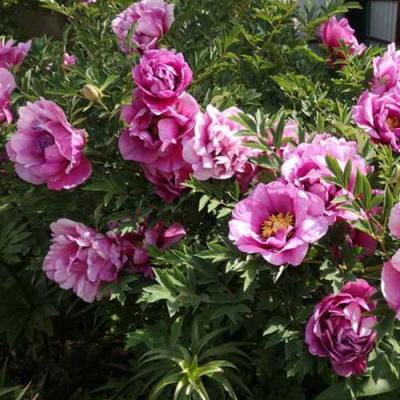 Пион ВРАТА ХРАМА древовидный  в Усть-Каменогорске