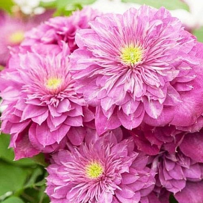 Клематис КАЙЗЕР в Усть-Каменогорске