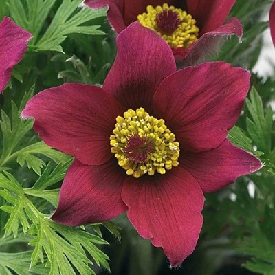 Прострел ПИНВИЛ РЕД ШЕЙДЕС в Усть-Каменогорске