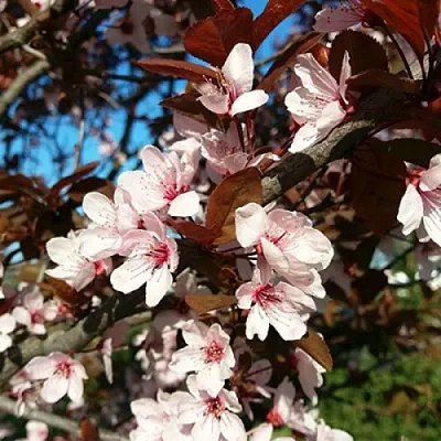 Слива ВУДИ растопыренная в Усть-Каменогорске